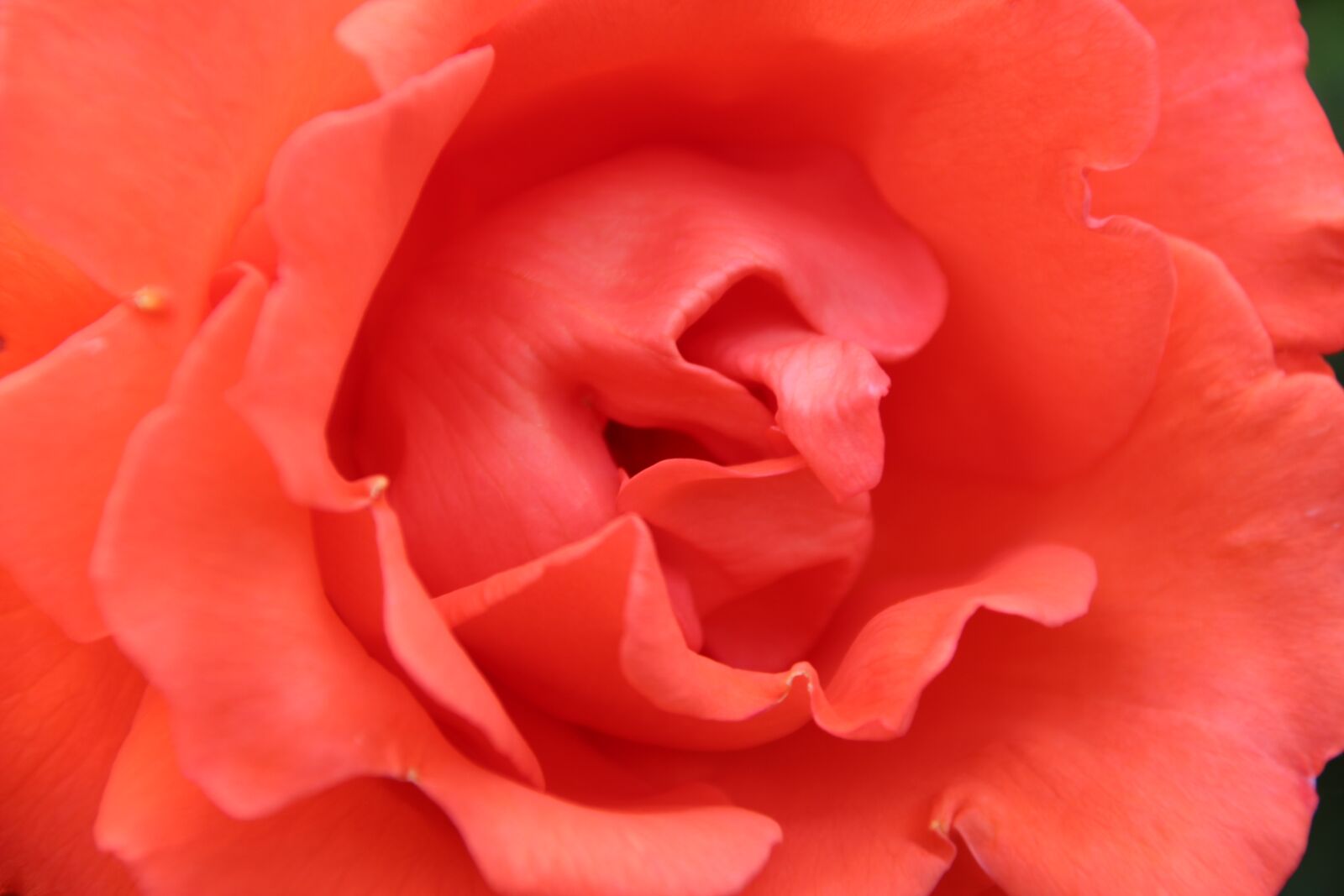Canon EOS 700D (EOS Rebel T5i / EOS Kiss X7i) sample photo. Rose, close, nature photography