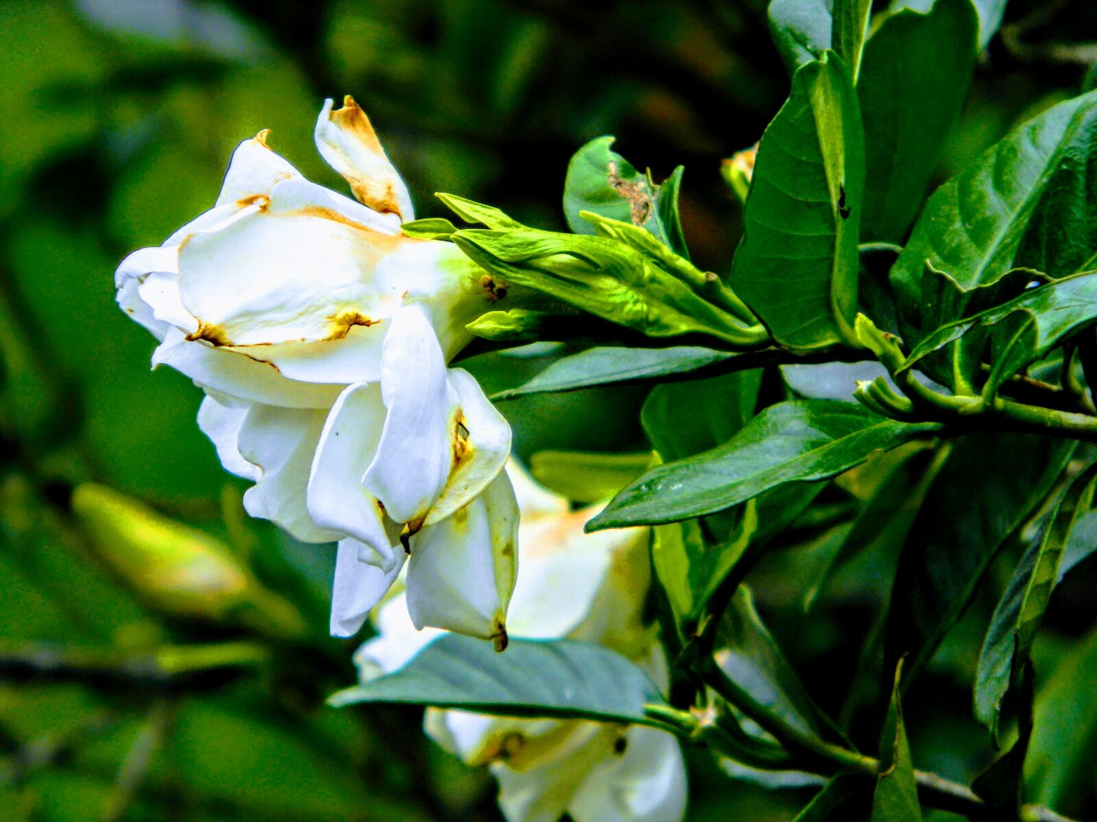 Nikon Coolpix L110 sample photo. Flowers, nature, leaves photography