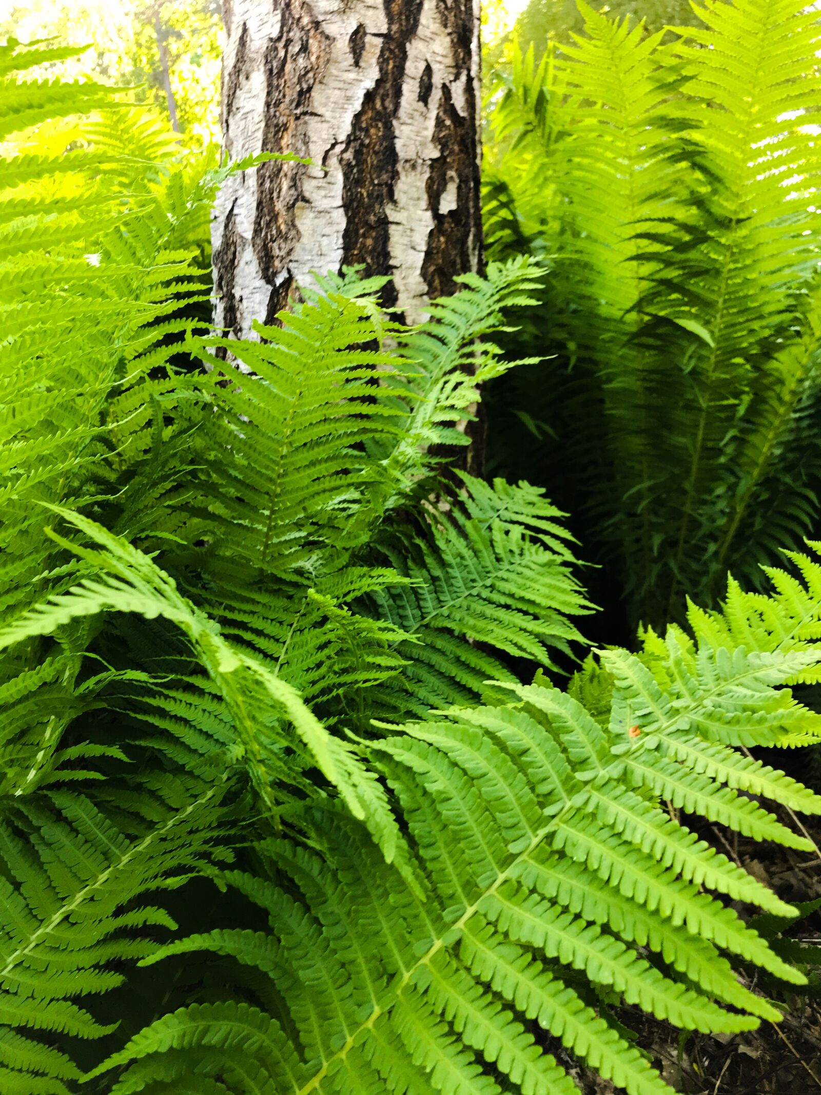 iPhone 7 back camera 3.99mm f/1.8 sample photo. Ferns, shield ferns, vessel photography