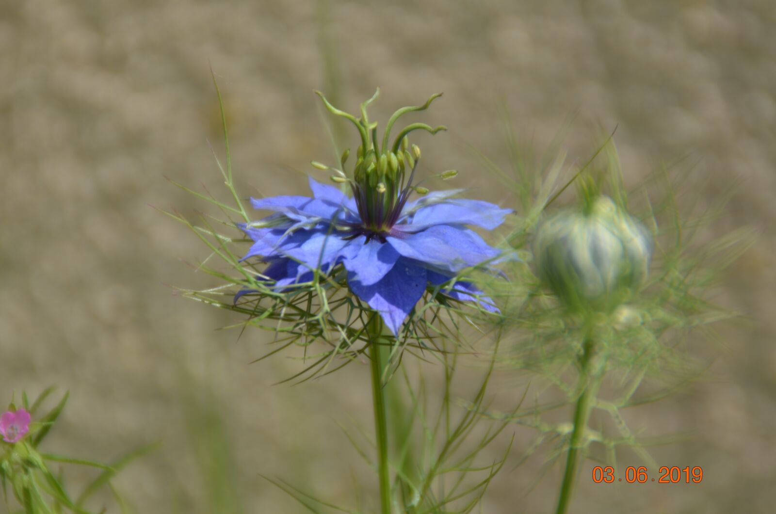 Nikon D5100 sample photo. Flower, nature, blue photography