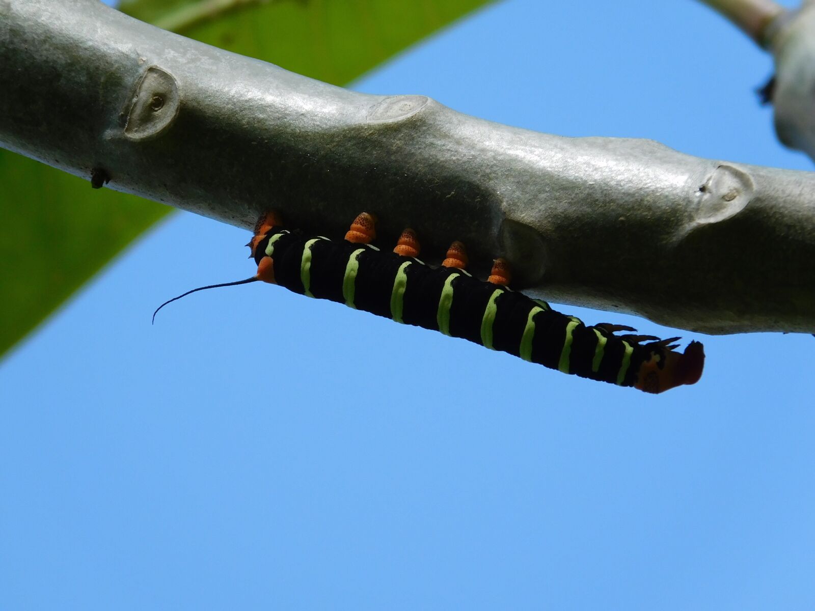 Nikon Coolpix L840 sample photo. Nature, insects, gardens photography