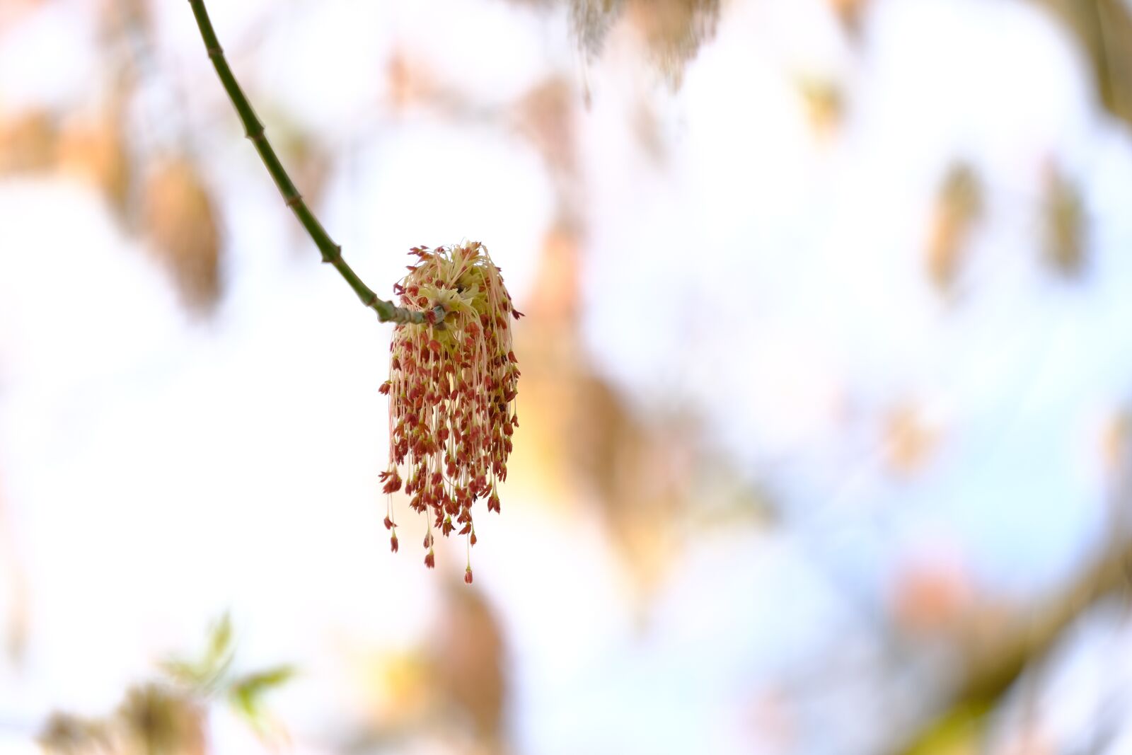 Fujifilm X-T2 + Fujifilm XF 55-200mm F3.5-4.8 R LM OIS sample photo. Blossom, bloom, tree photography