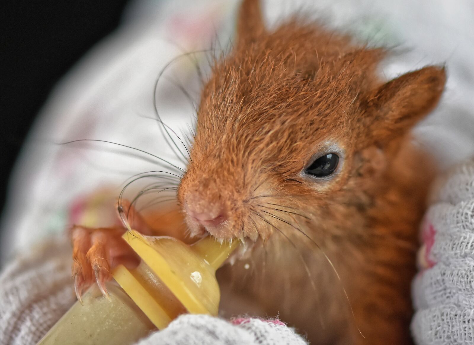 Nikon D7200 sample photo. Squirrel, baby, beef up photography