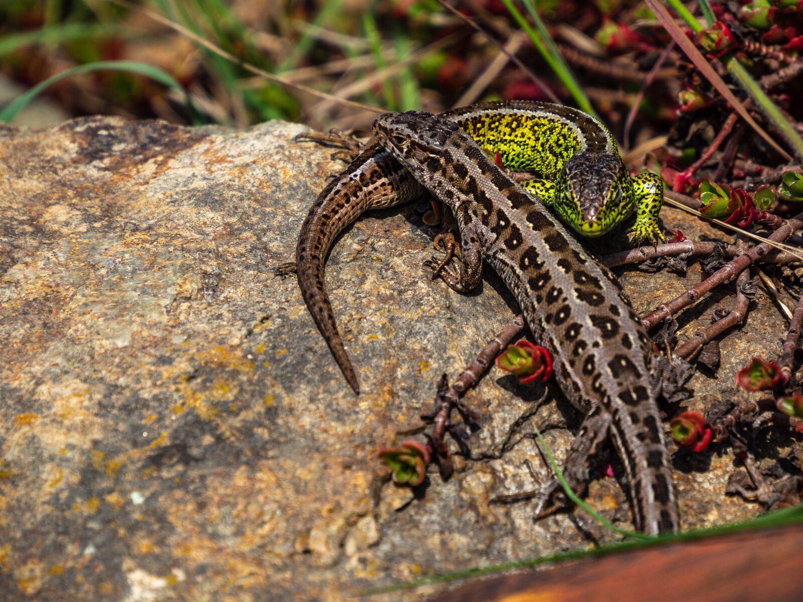 Olympus OM-D E-M10 III sample photo. Lizard, green, male photography