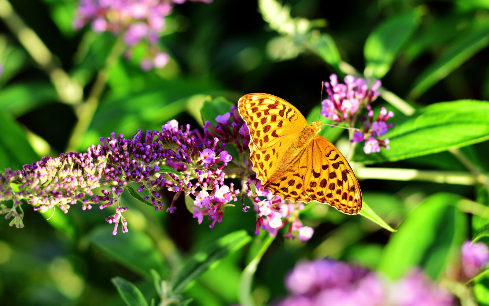 Nikon D5200 sample photo. Fritillary, butterfly, insect photography