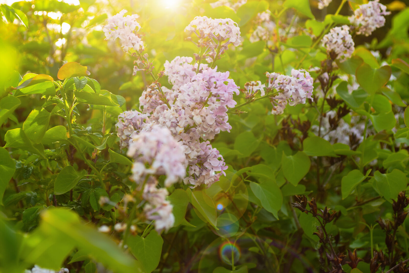 Nikon D5300 sample photo