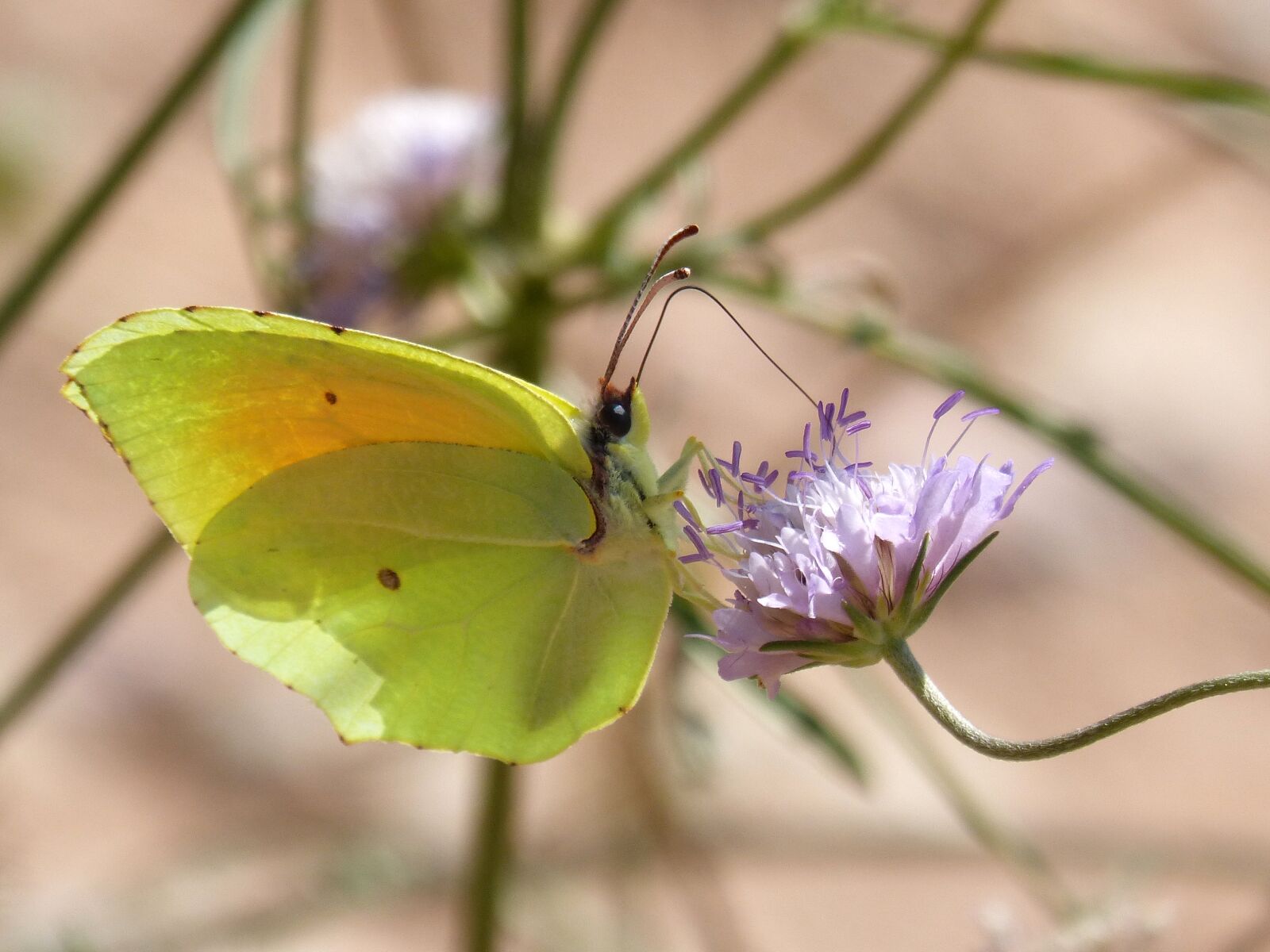 Panasonic DMC-FZ62 sample photo. Butterfly, cleopatra, gonepteryx cleopatra photography
