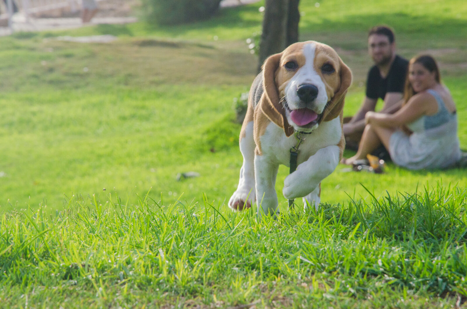 Nikon D5100 sample photo. Dog, family, grass, happiness photography