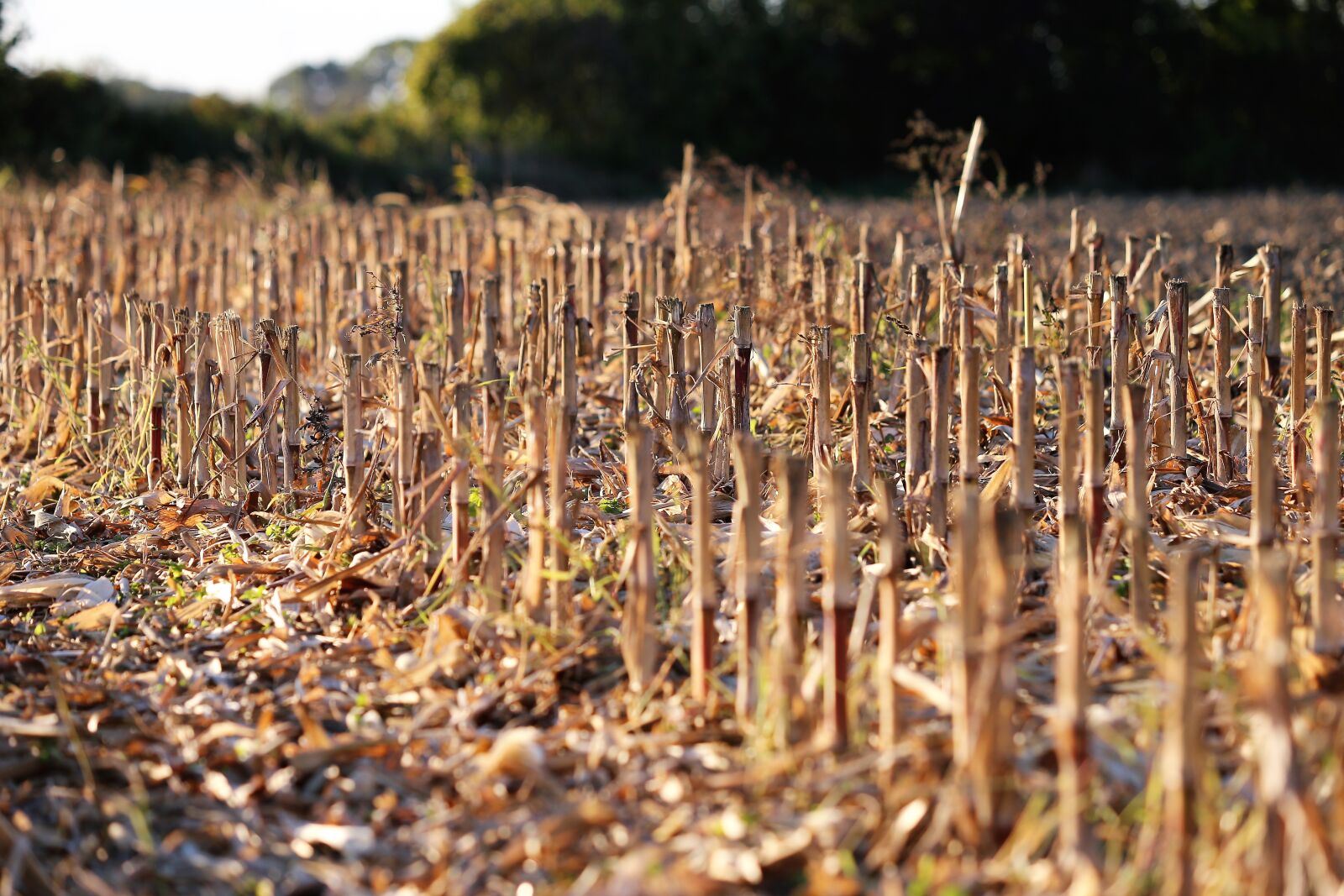 Canon EOS 6D sample photo. Harvested corn, food, field photography
