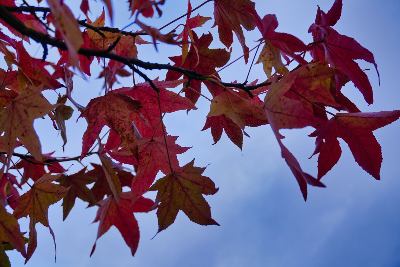 Sony a6500 + Sony E 16-50mm F3.5-5.6 PZ OSS sample photo. Autumn, leaves, tree photography