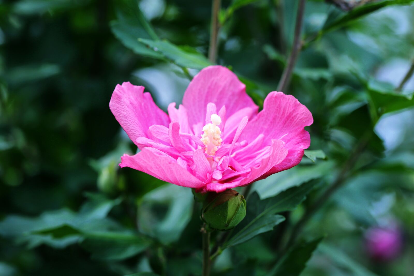 Canon EF 100mm F2.8L Macro IS USM sample photo. Flowers, rose of sharon photography
