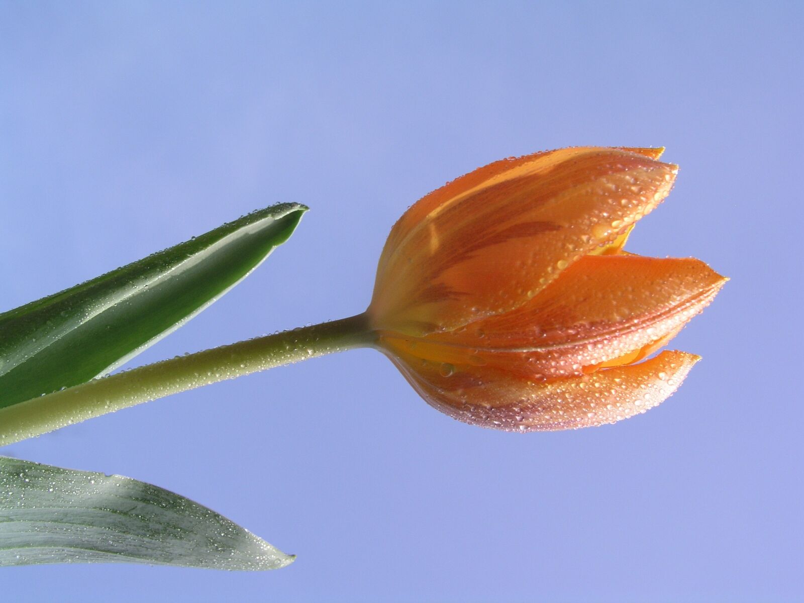 Olympus C5050Z sample photo. Tulips, flower, bloom photography