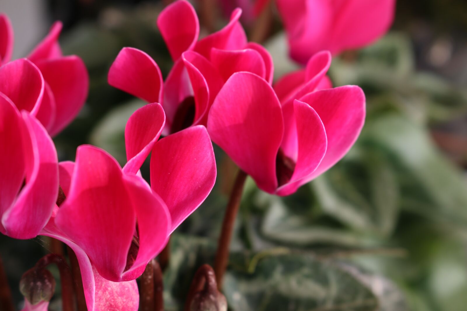 Canon EOS 70D sample photo. Cyclamen, flower, nature photography