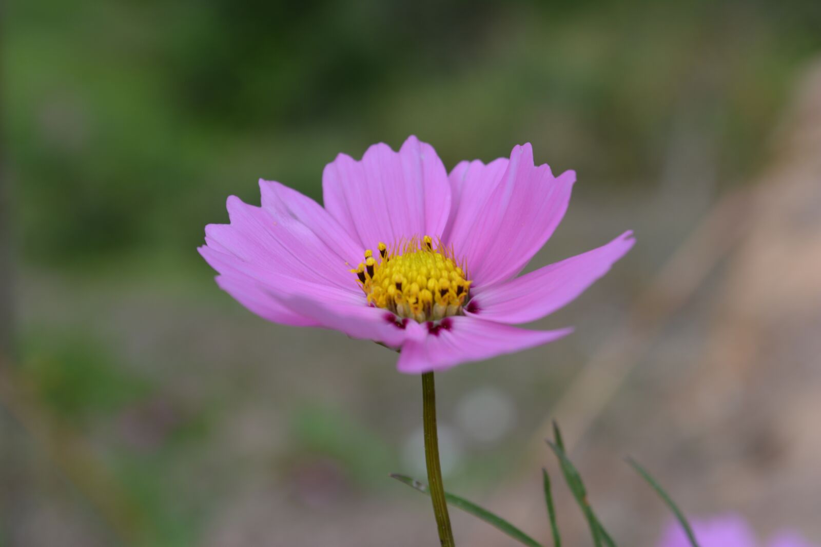 Nikon D5200 sample photo. Flower, thailand, tusks photography