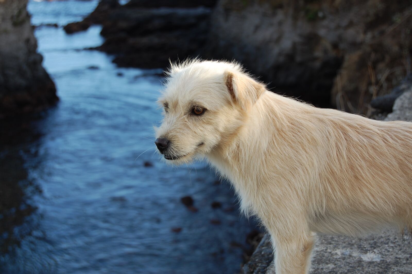 Nikon D40 sample photo. Dog, street dog photography