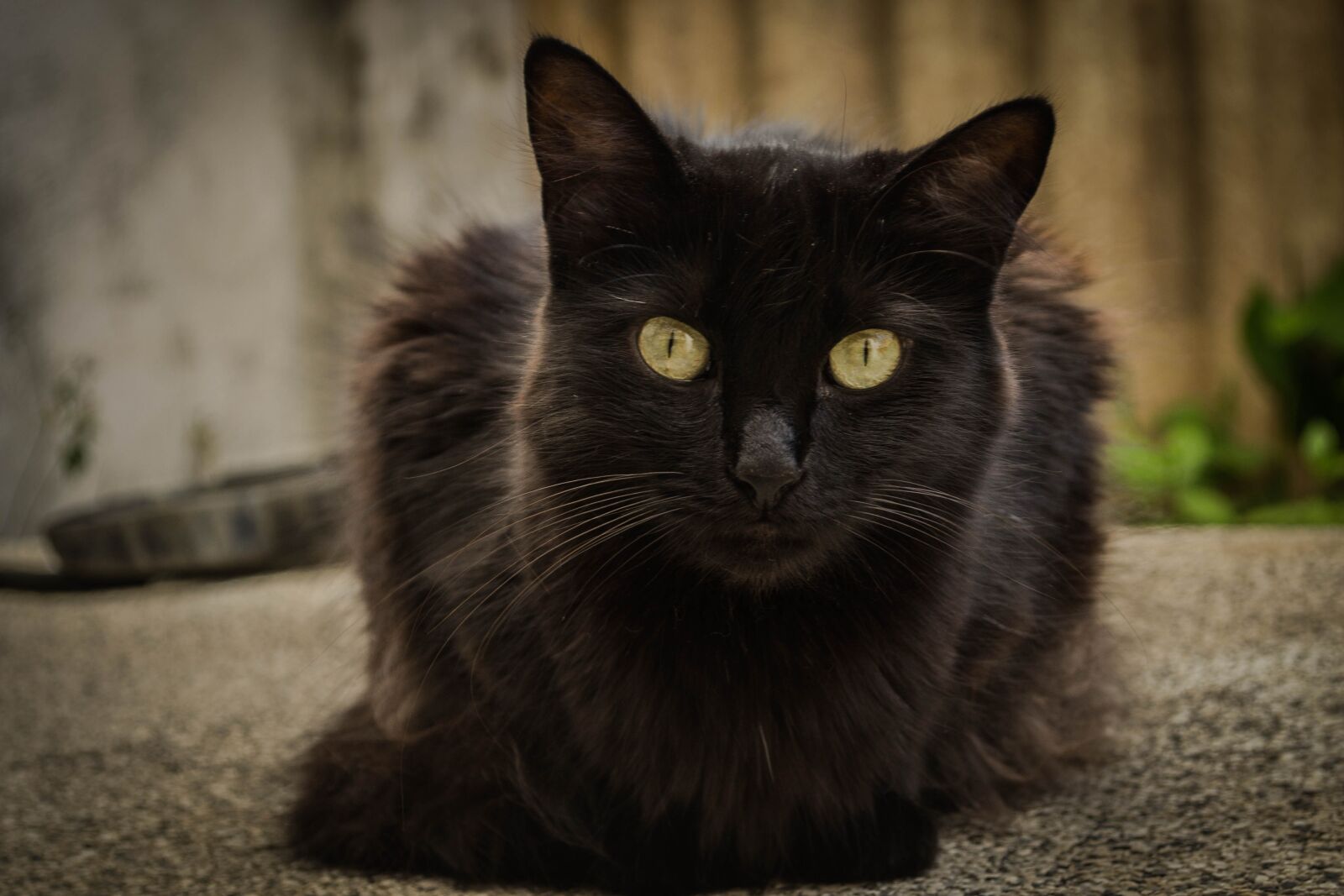 Nikon D3100 sample photo. Cat, pet, a photography