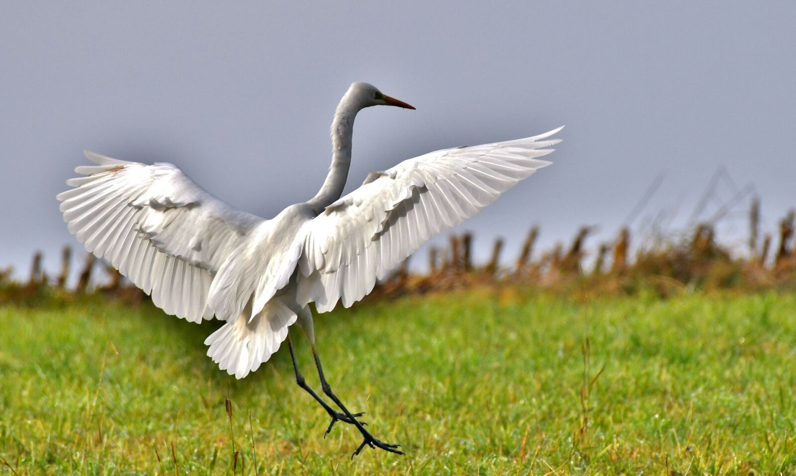 Nikon D500 sample photo. Egret, bird, wings photography