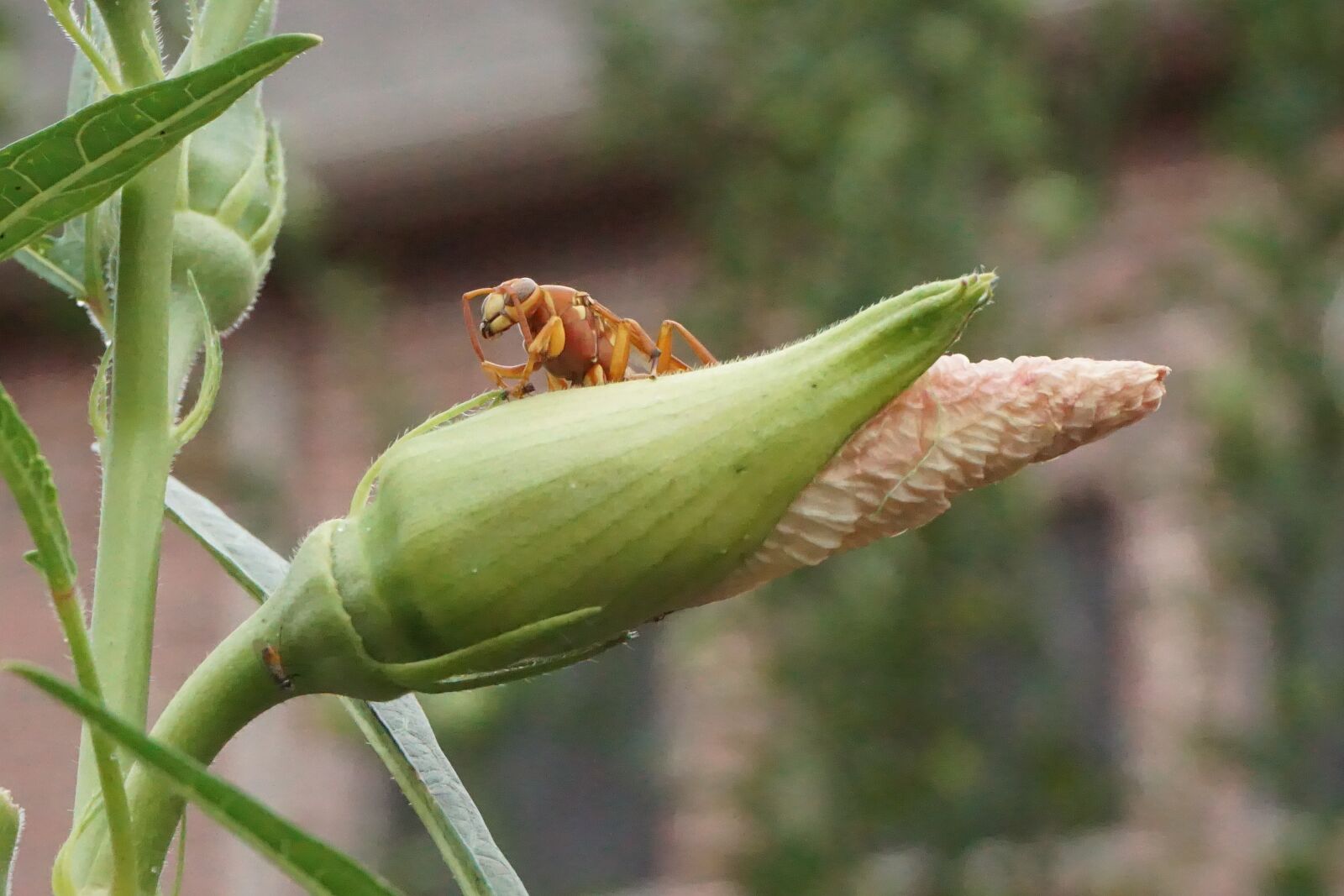 Sony E 16-50mm F3.5-5.6 PZ OSS sample photo. Bee, closeup, outside photography