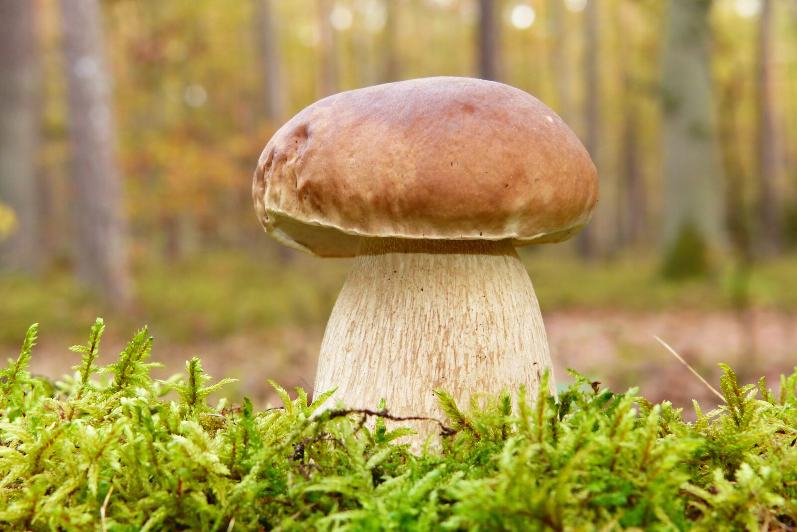 Panasonic Lumix DMC-FZ200 sample photo. Boletus edulis, seasons of photography