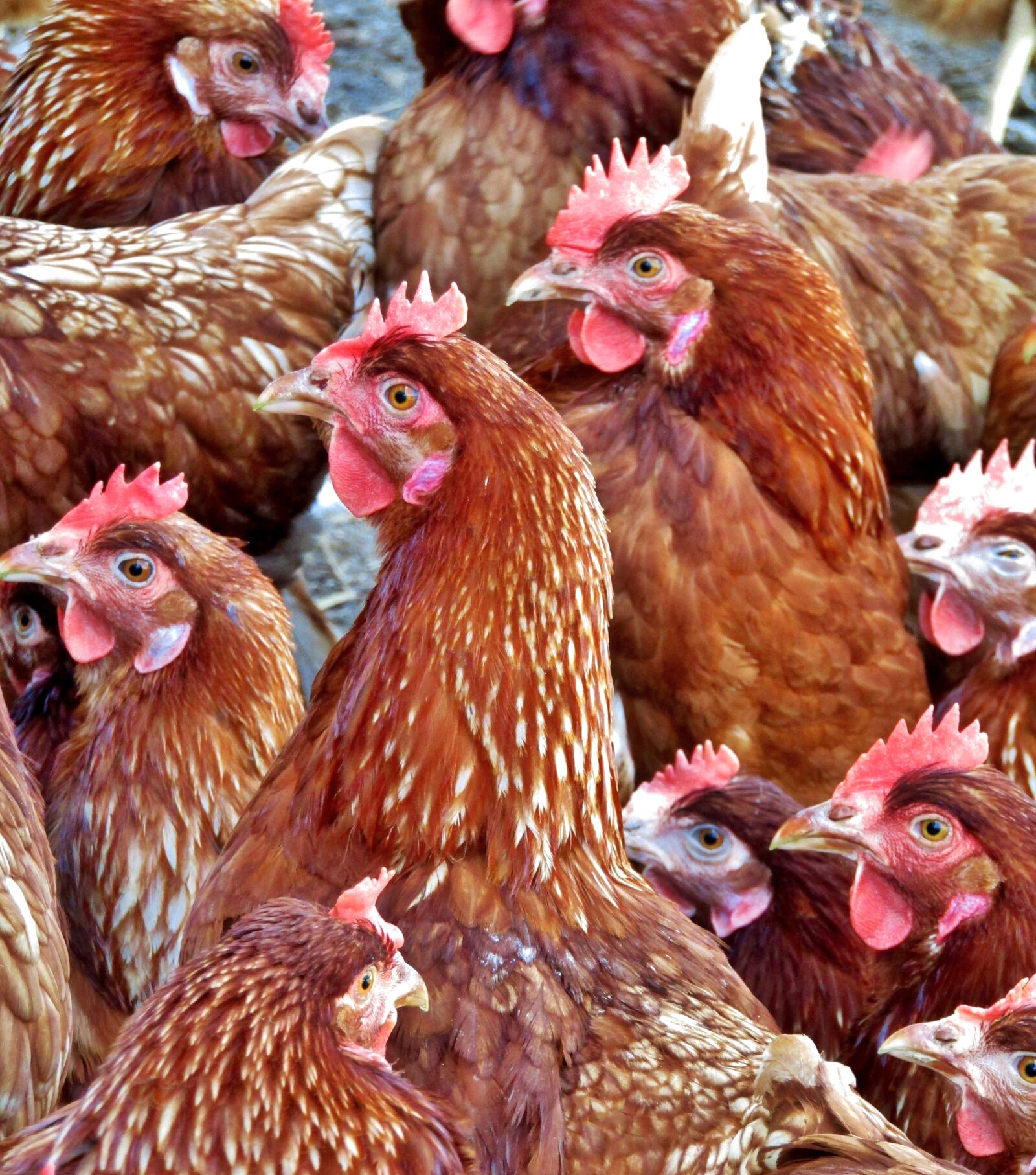 Canon POWERSHOT SX432 IS sample photo. Hen, chickens, brown photography