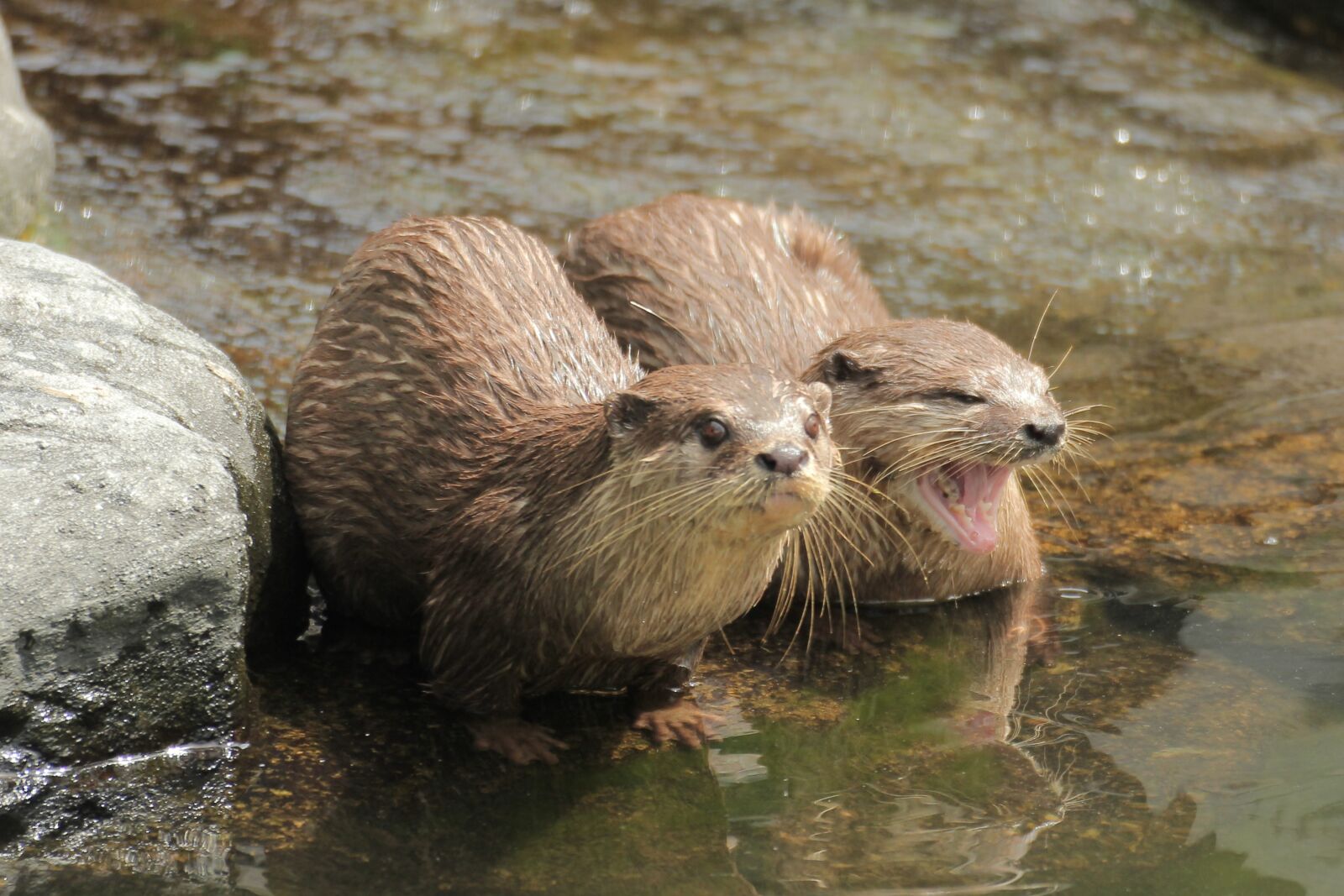 Canon EOS 60D sample photo. Yawning otter photography