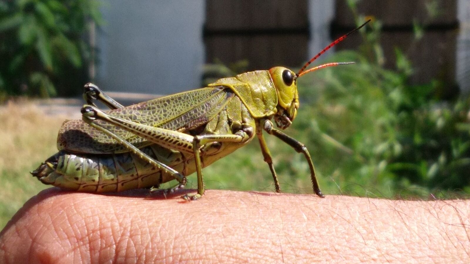 HTC ONE A9 sample photo. Bug, grasshopper, insect photography