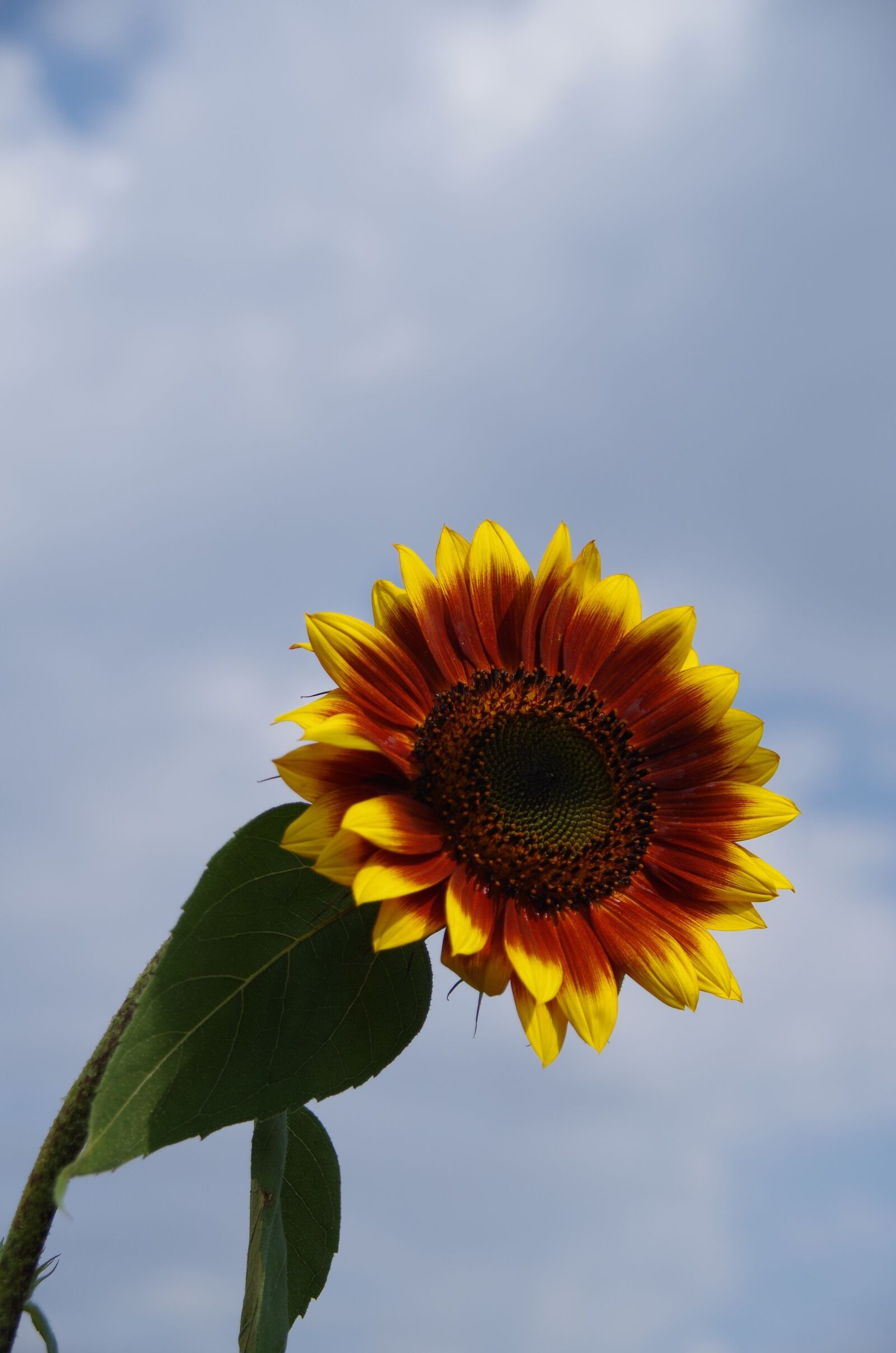 Pentax K-50 sample photo. Nature, flowers, summer photography