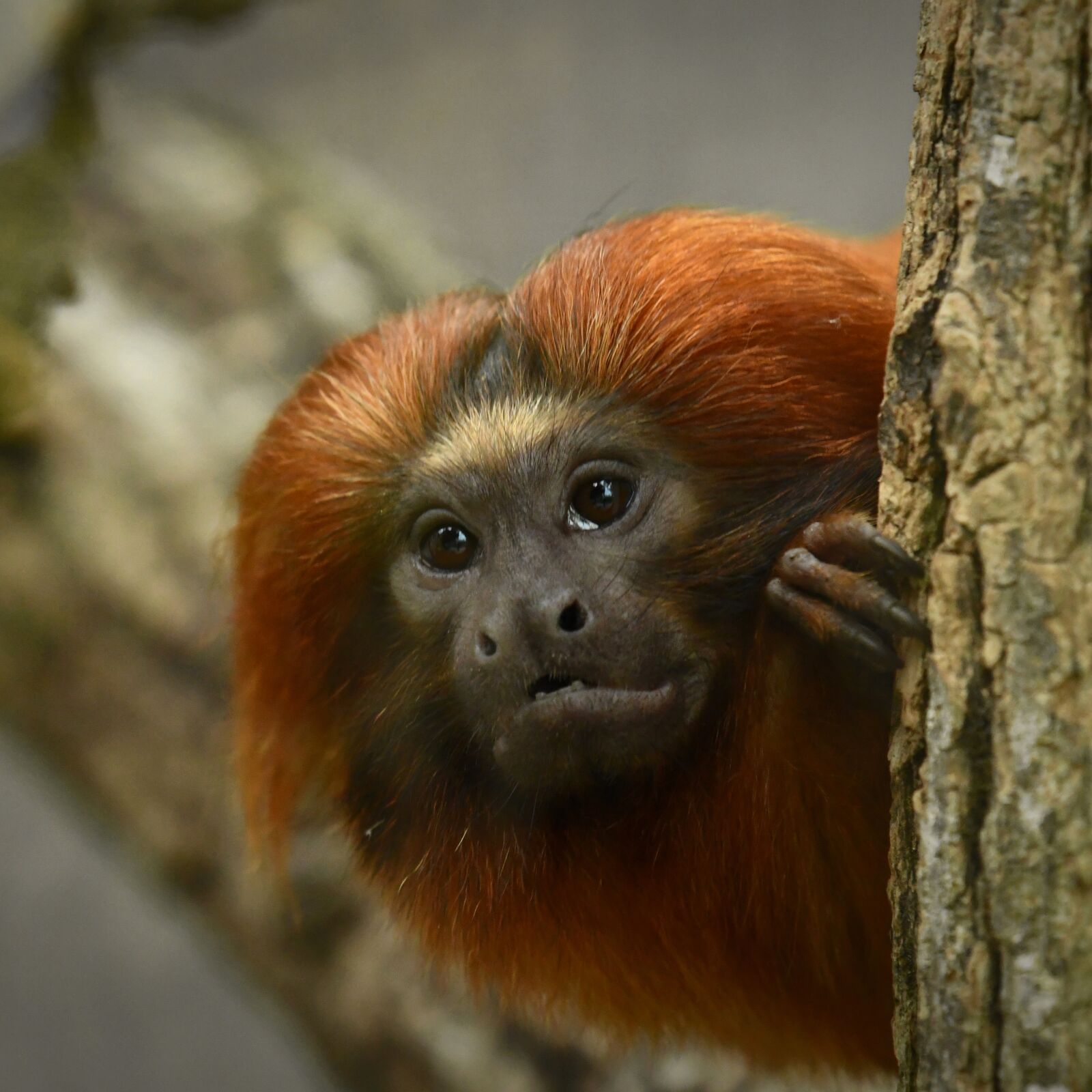 Nikon D500 sample photo. Animal, zoo, monkey photography