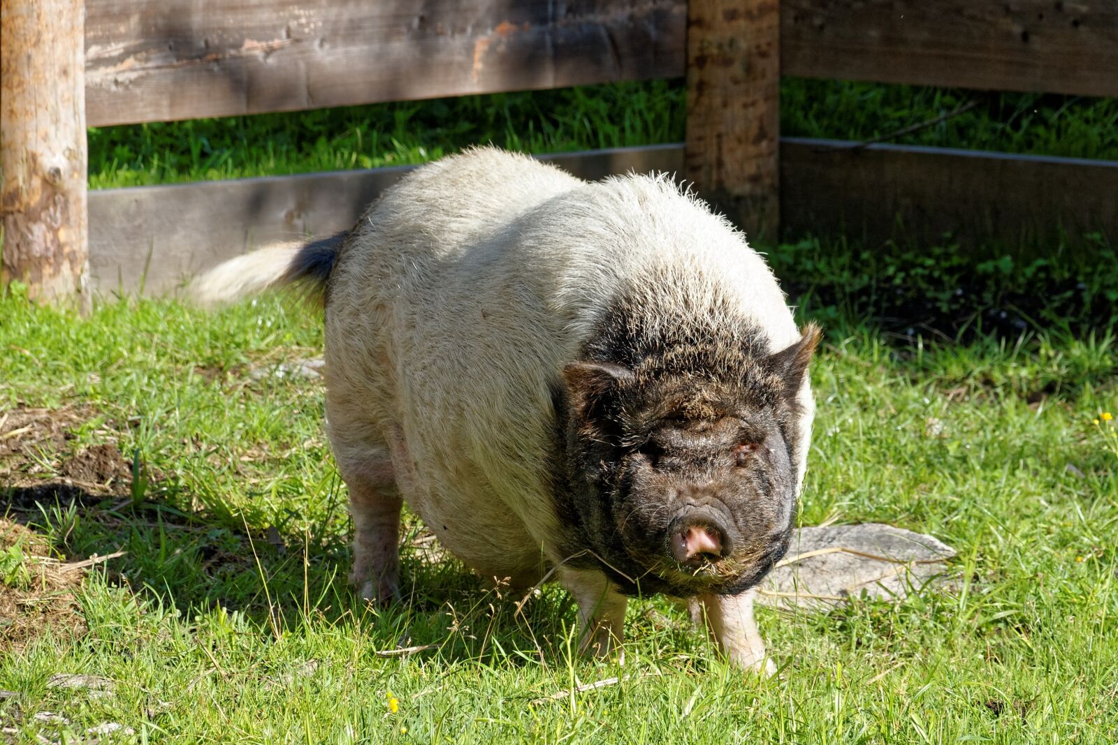 Canon EOS 30D sample photo. Pig, domestic pig, livestock photography