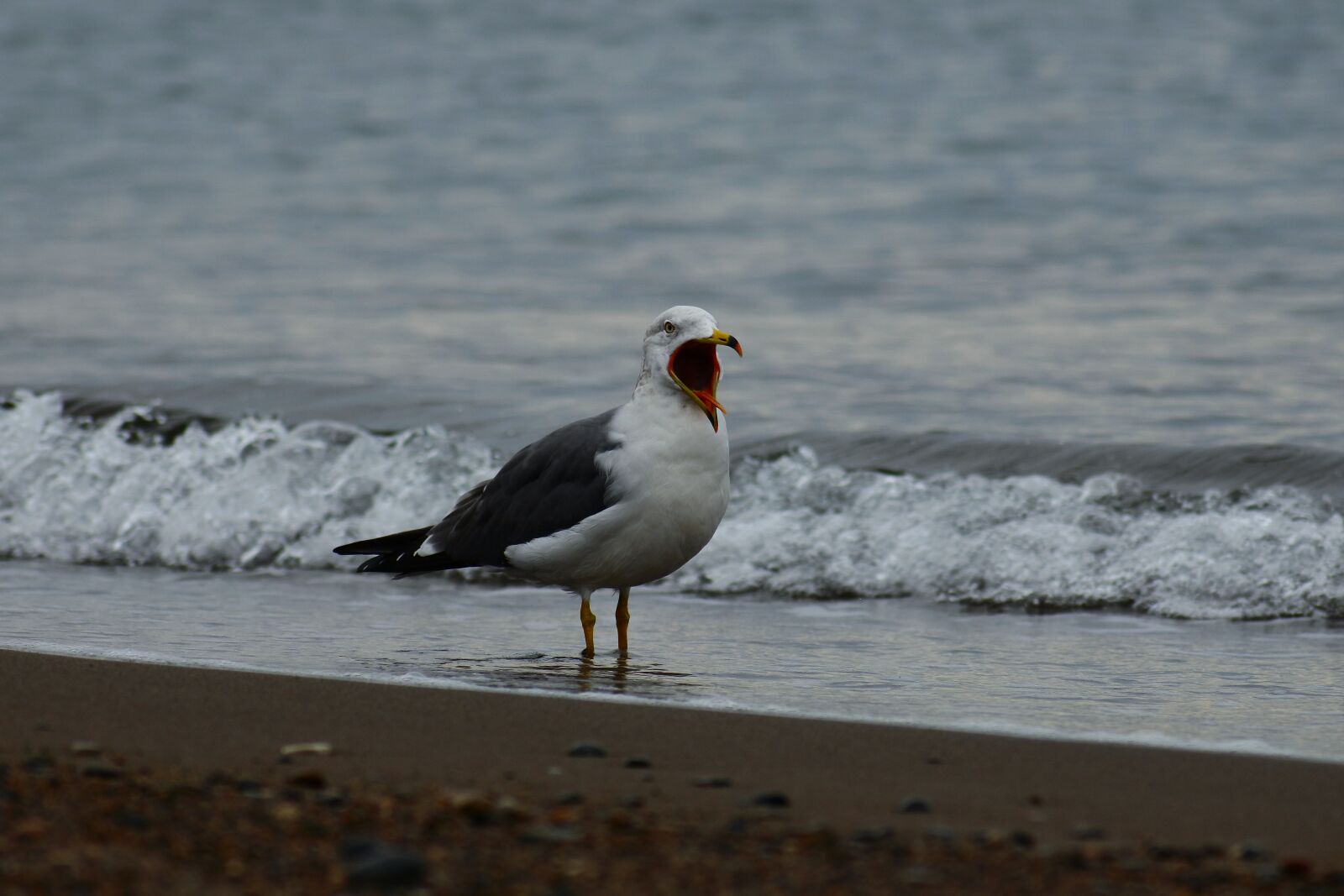 VR 70-300mm f/4.5-6.3G sample photo. Animal, sea, beach photography