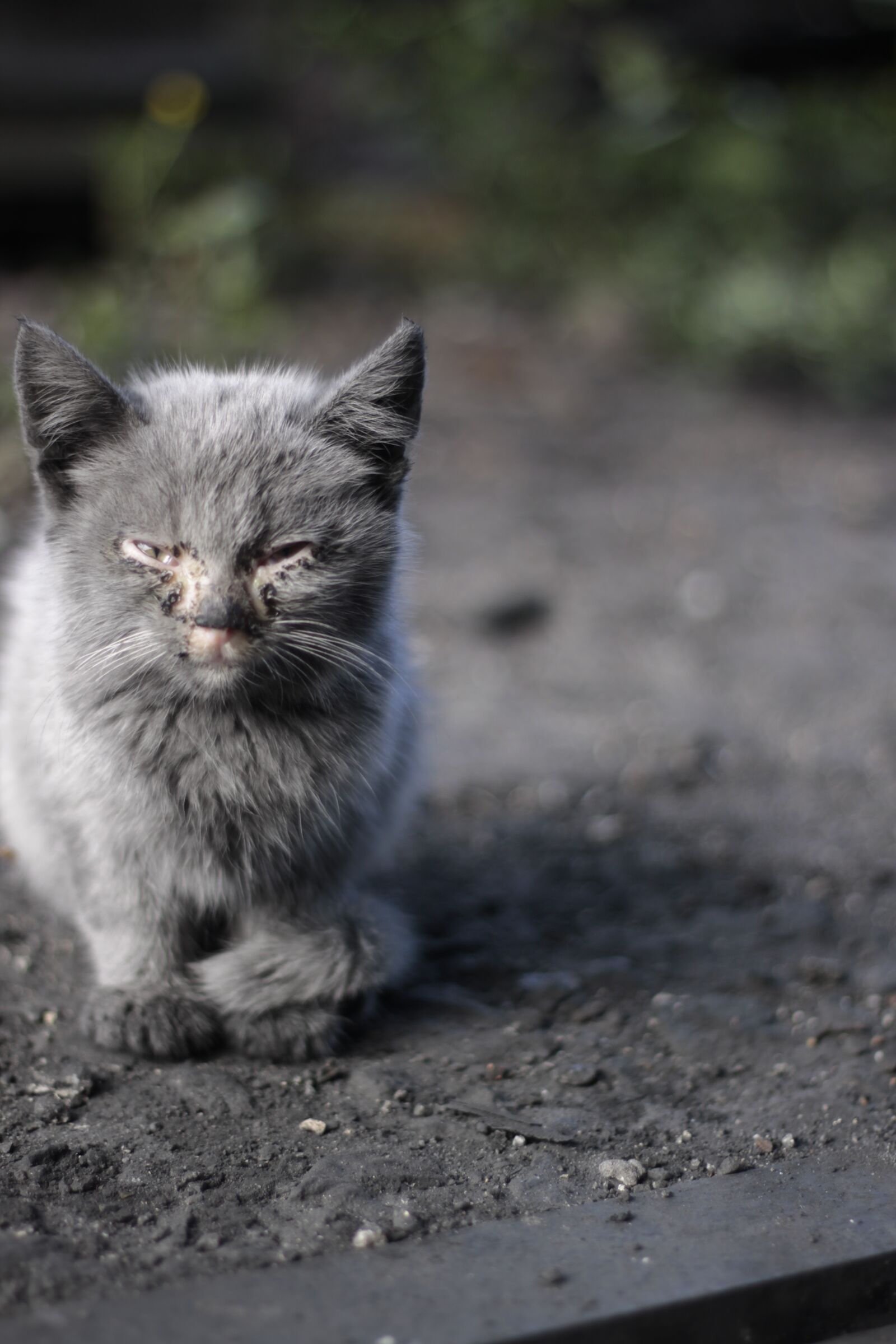 Canon EOS 50D sample photo. Kitten, disease, life photography