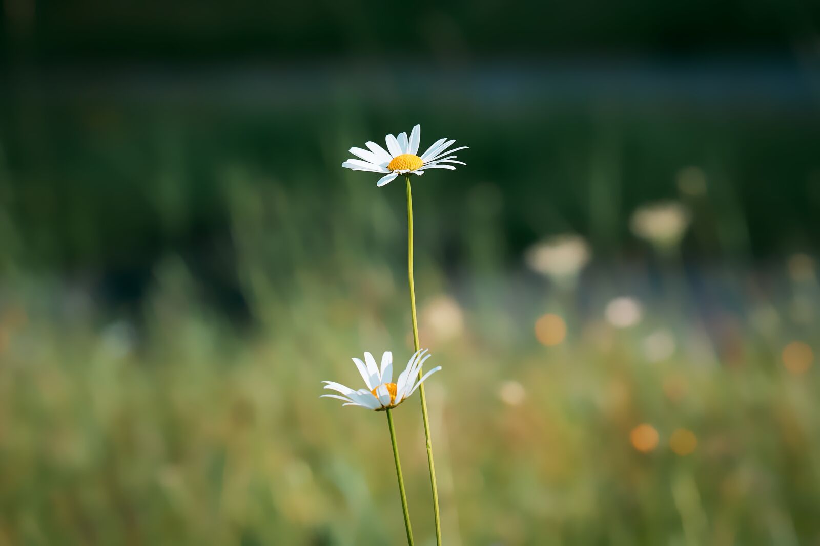 Nikon D7100 sample photo. Marguerite, meadow margerite, white photography