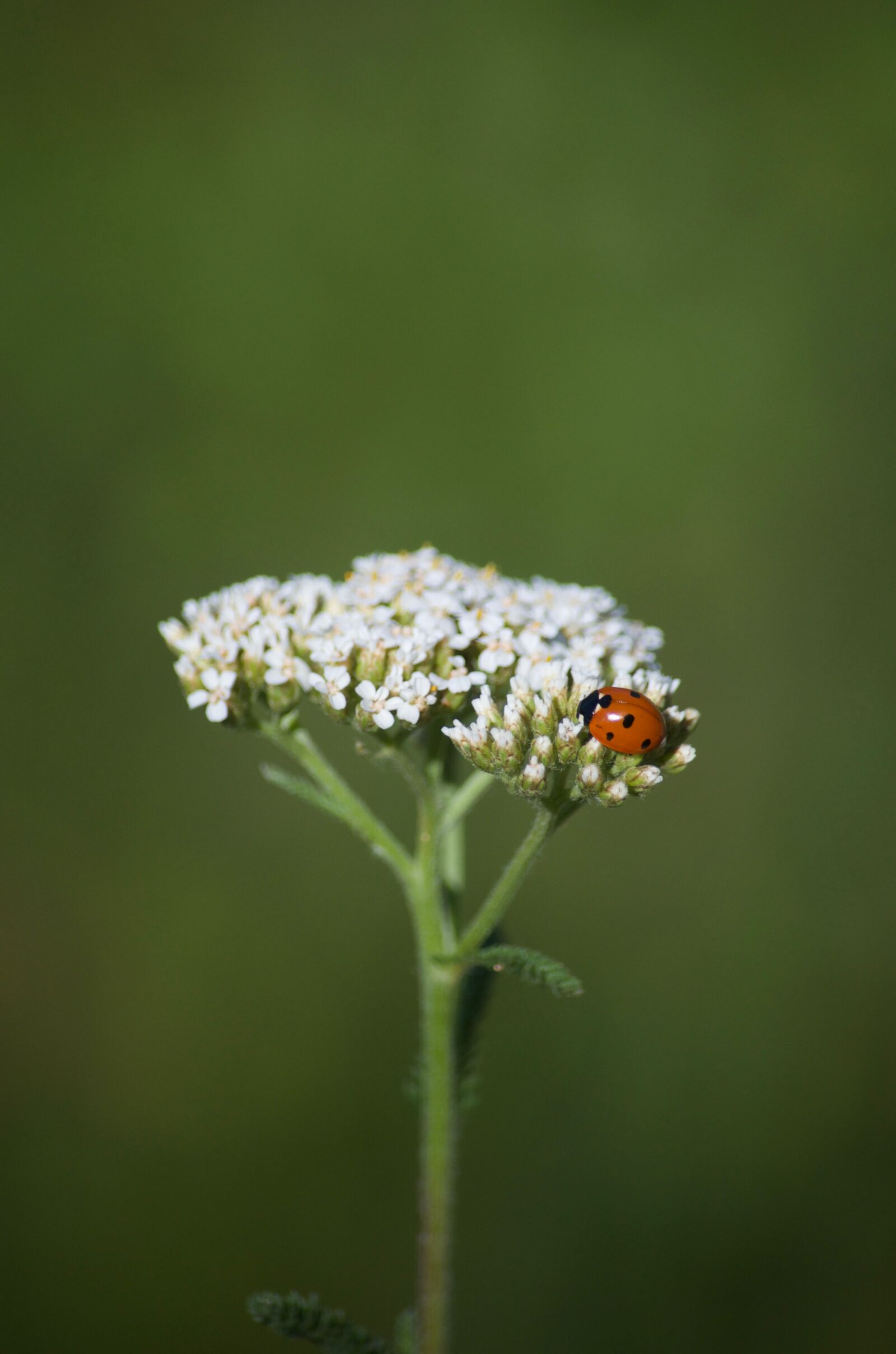 Nikon D5100 sample photo. Bloom, blooming, flowers, blooms photography
