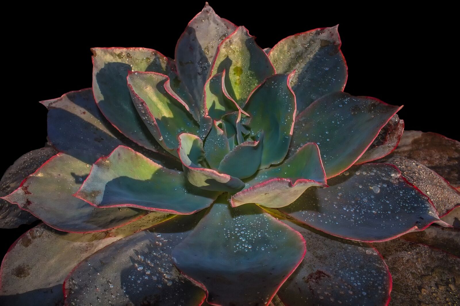 Canon EOS 100D (EOS Rebel SL1 / EOS Kiss X7) sample photo. Succulent, nature, plant photography
