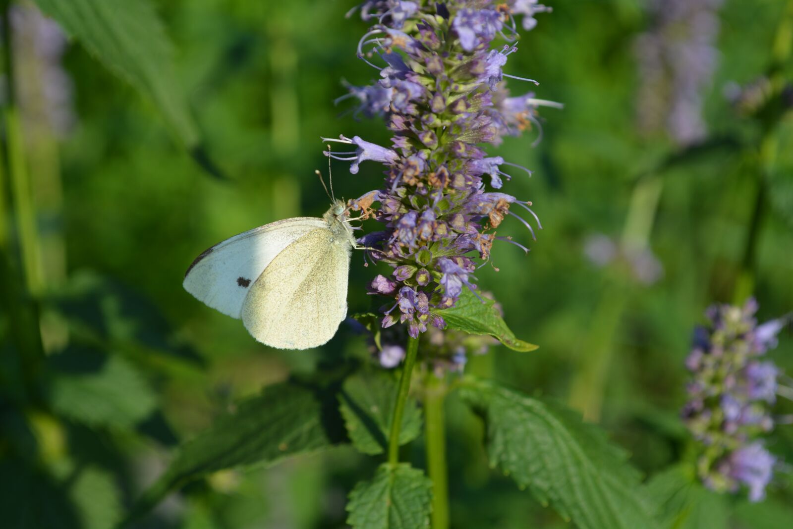 Nikon D5200 sample photo. Moth, flower, butterfly photography