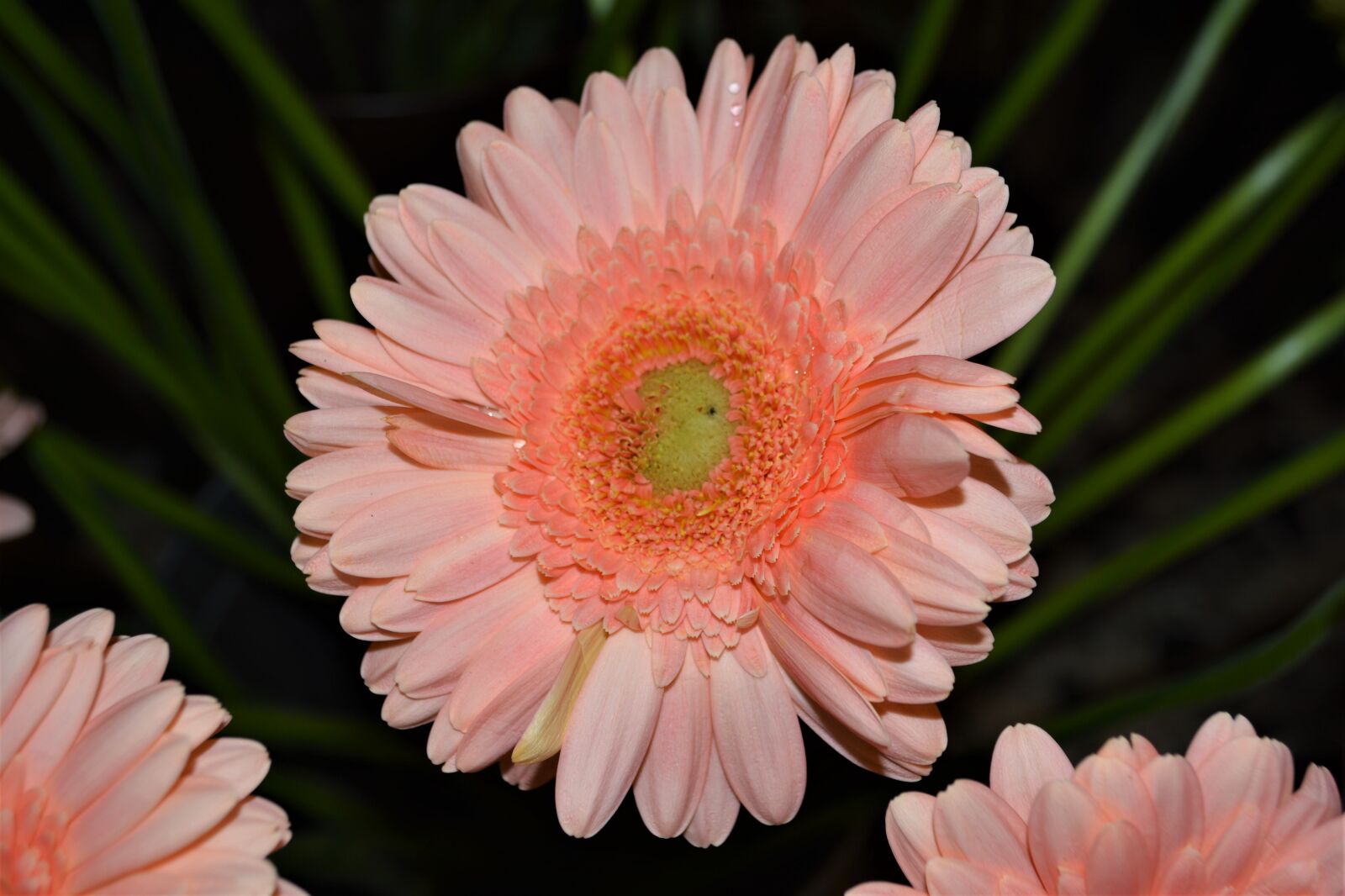 Nikon D5200 sample photo. Gerbera, salmon, flower photography