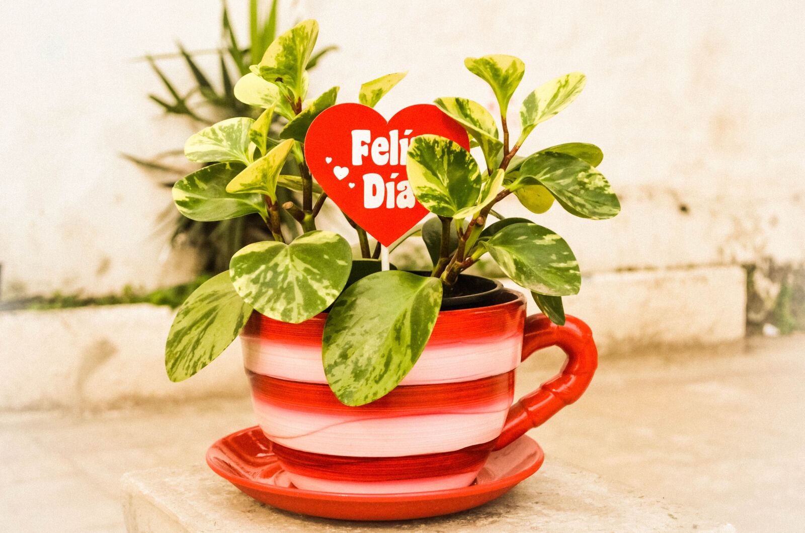 Nikon D5100 sample photo. Mother's day, plants, vase photography