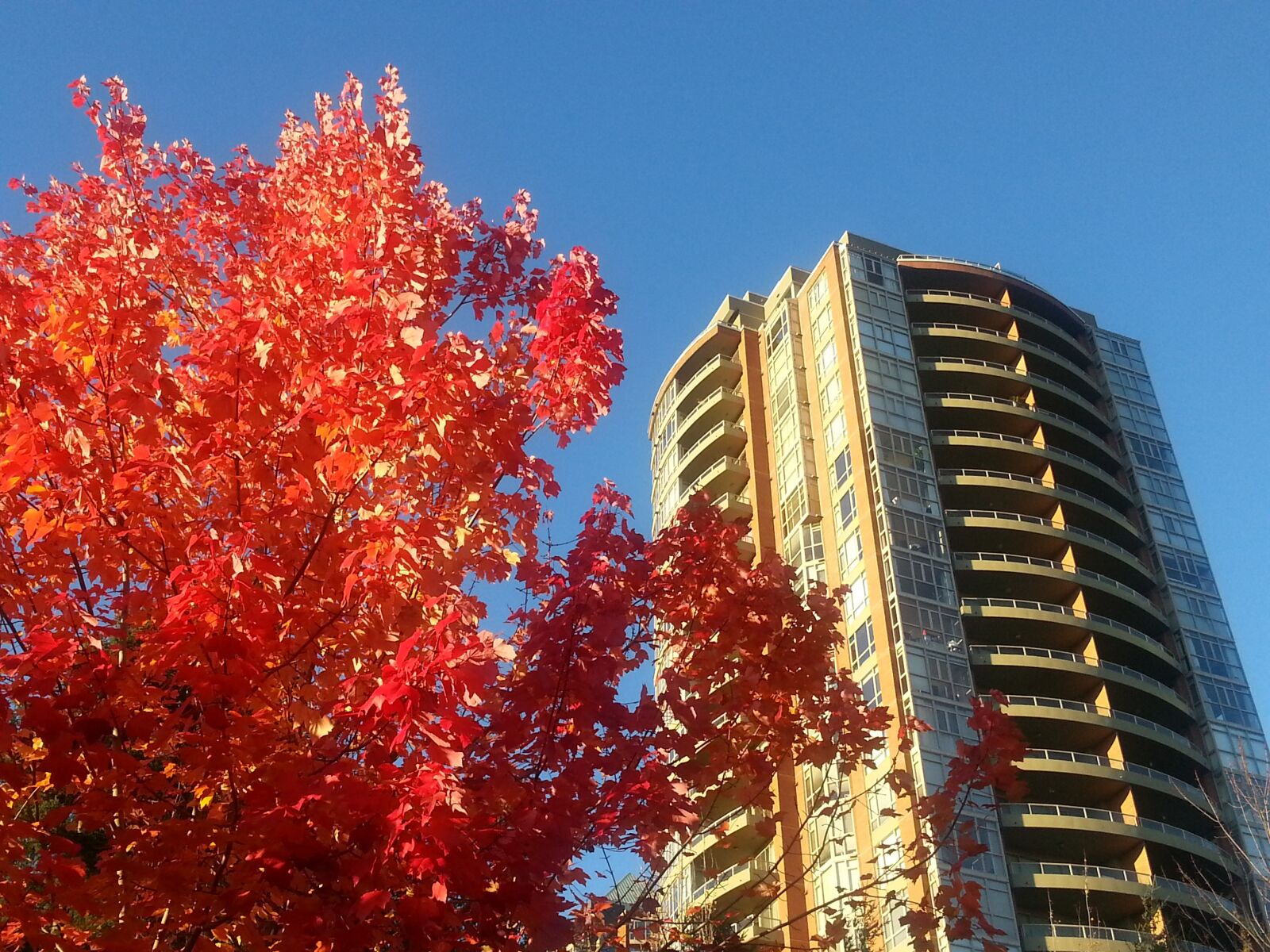 Samsung Galaxy S3 sample photo. Maple leafe, colour, nature photography