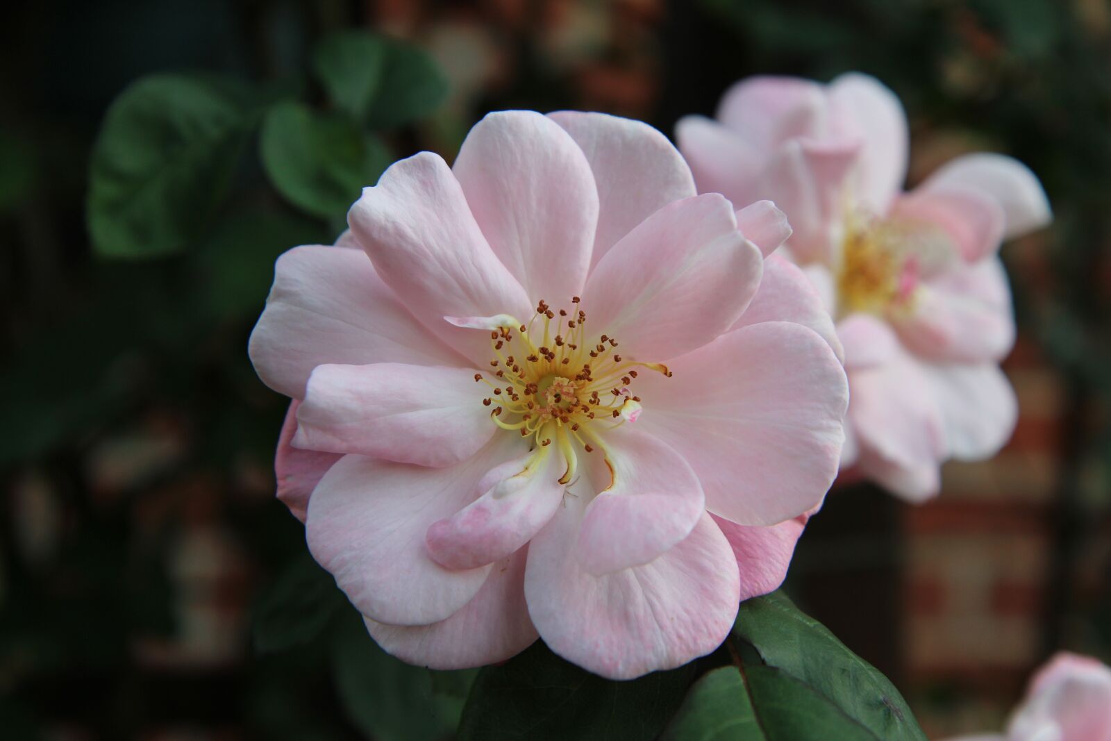 Canon EOS 600D (Rebel EOS T3i / EOS Kiss X5) sample photo. Pink, pink rose, rosebush photography