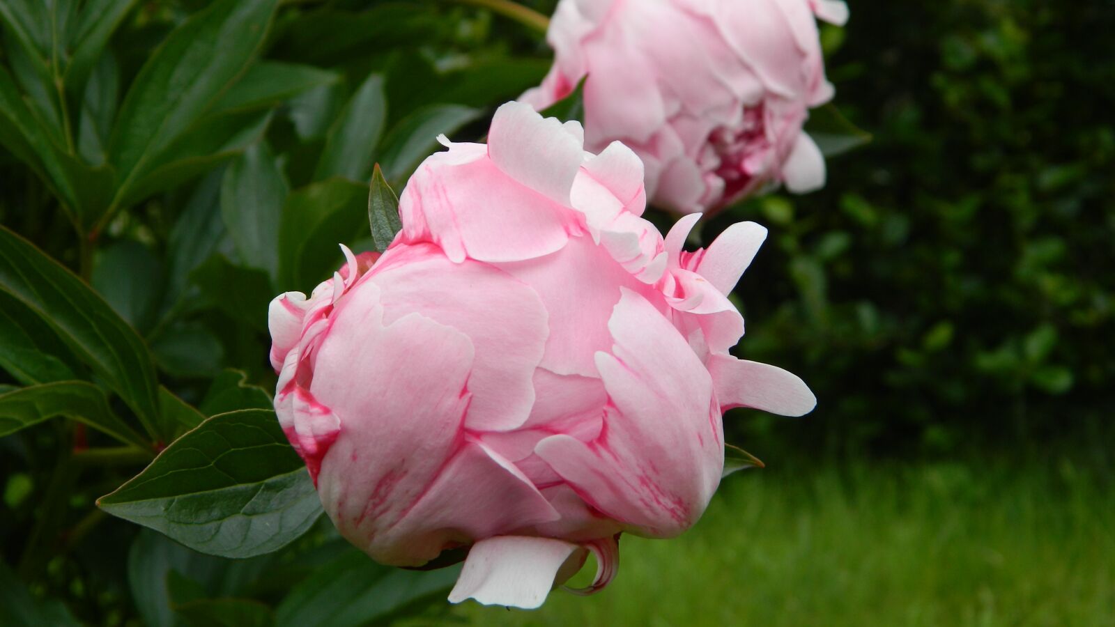 Nikon Coolpix L120 sample photo. Peony, pink, flower photography