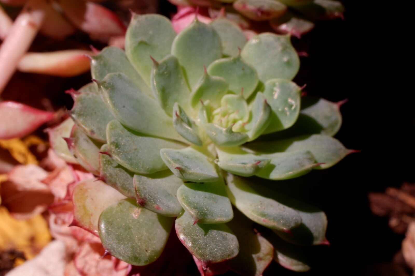 Fujifilm X-A3 sample photo. Succulent, cactus, plant photography