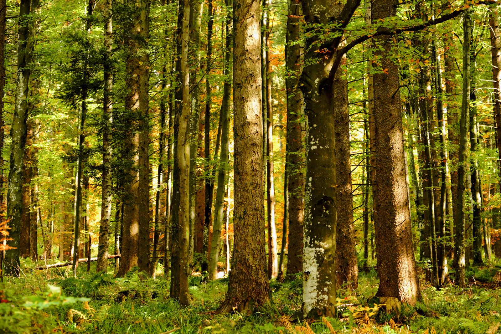 Fujifilm XF 55-200mm F3.5-4.8 R LM OIS sample photo. Forest, autumn forest, trees photography