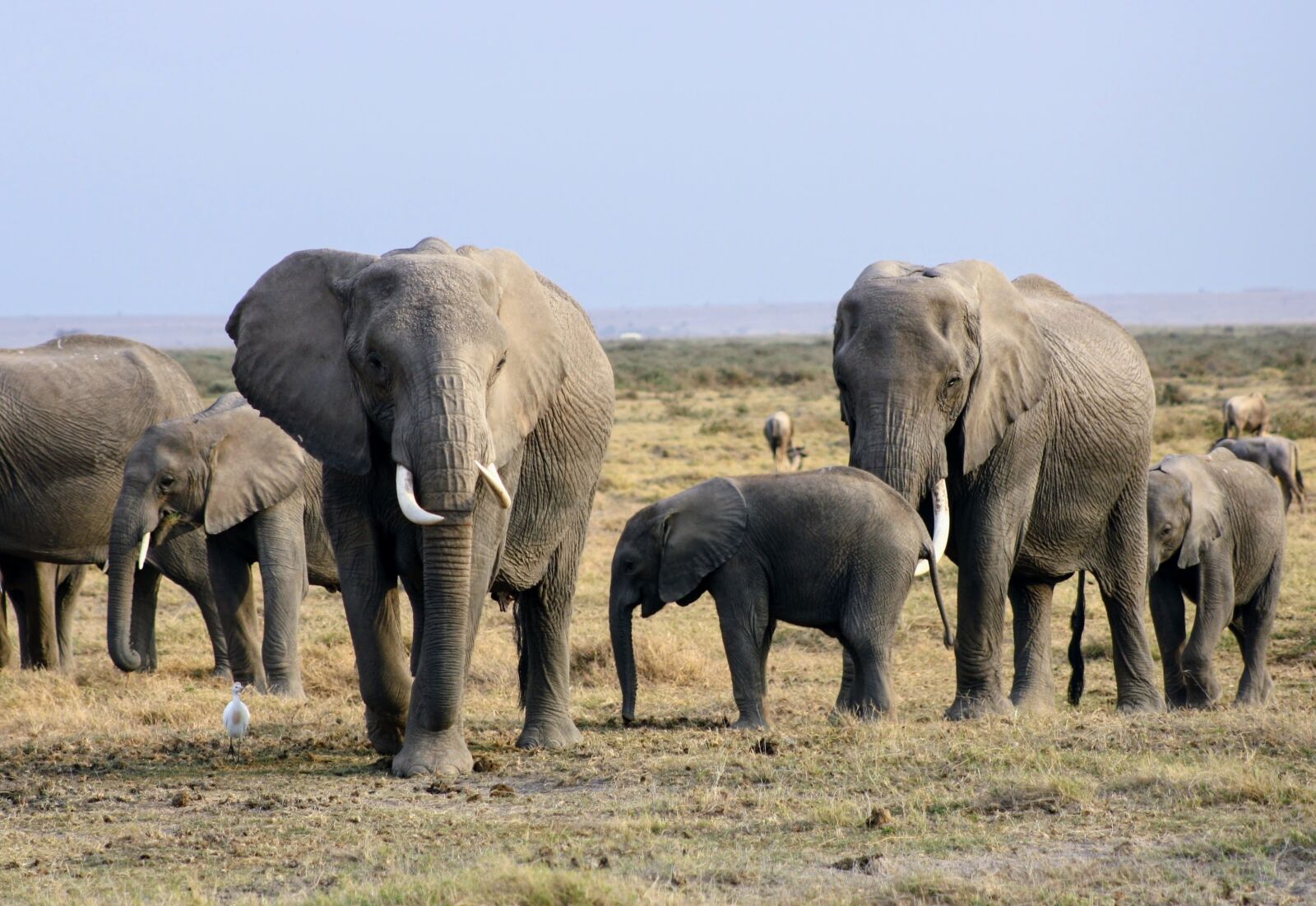 Canon EOS 1000D (EOS Digital Rebel XS / EOS Kiss F) sample photo. Elephants, africa, kenya photography