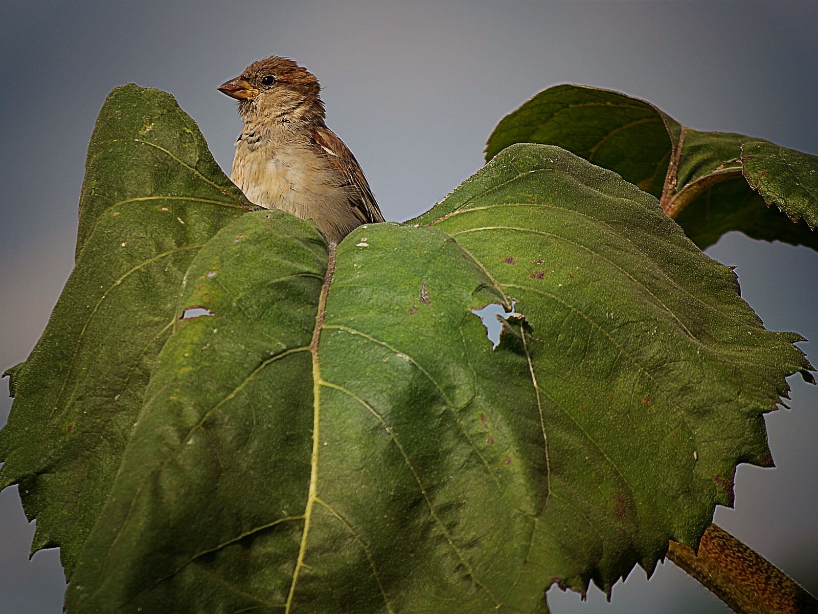Nikon D3300 sample photo. Nature, bird, animal world photography