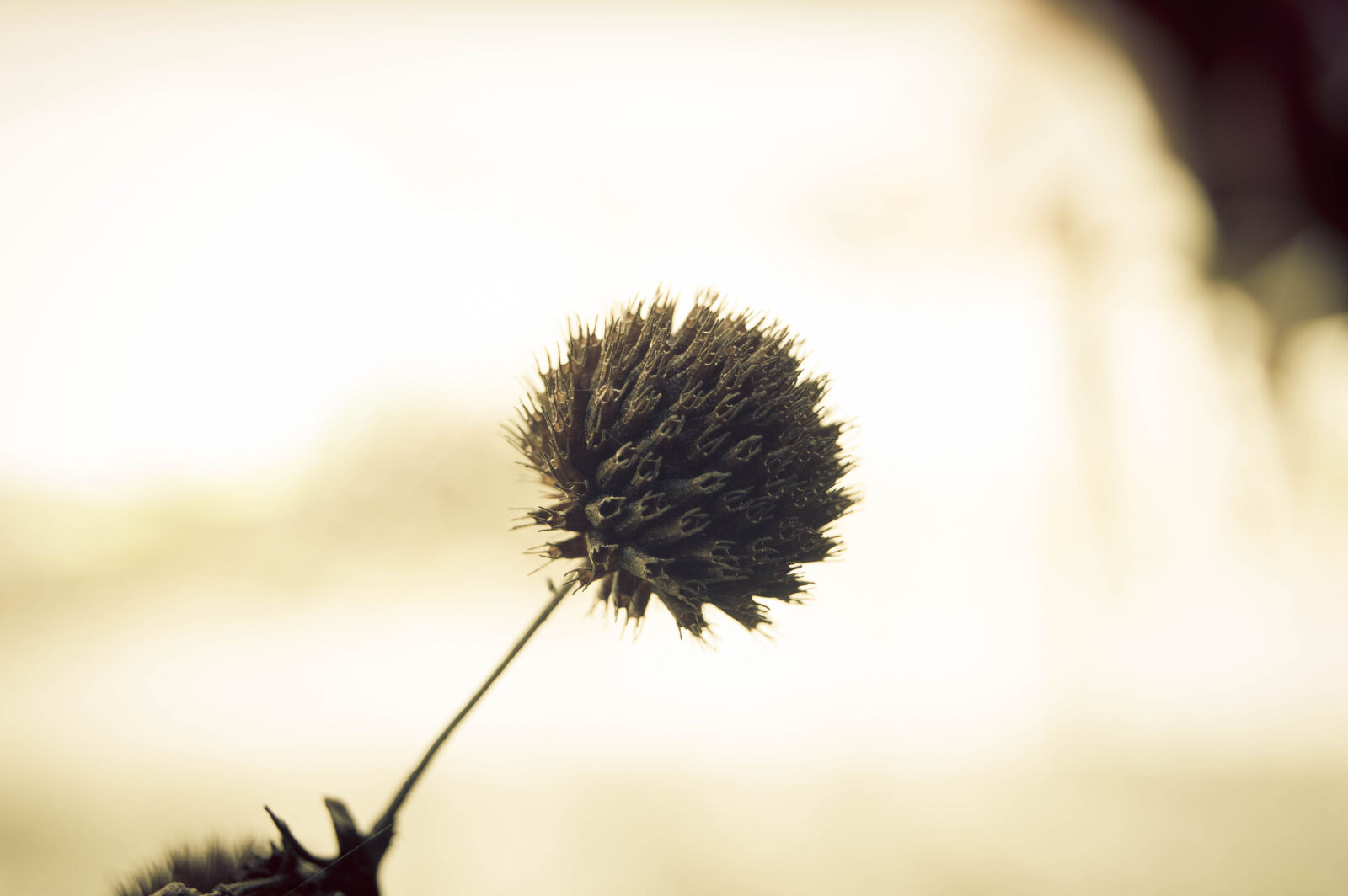 Nikon D3200 sample photo