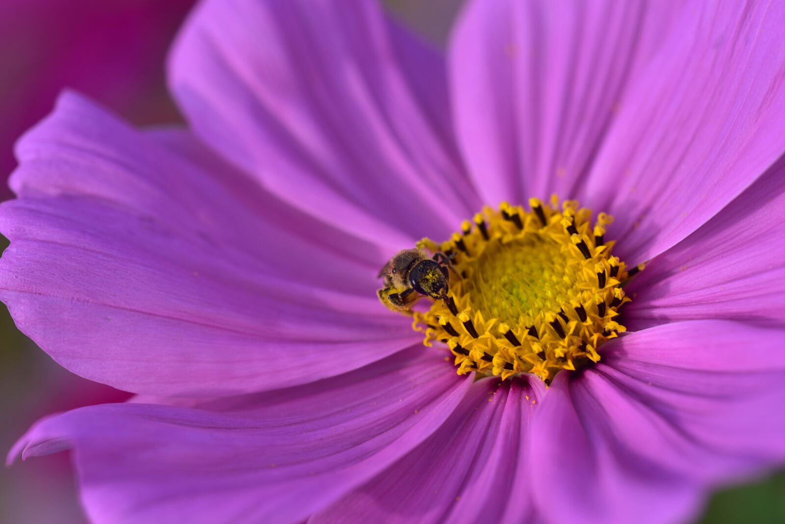 Nikon D750 sample photo. Cosmea, cosmos, blossom photography