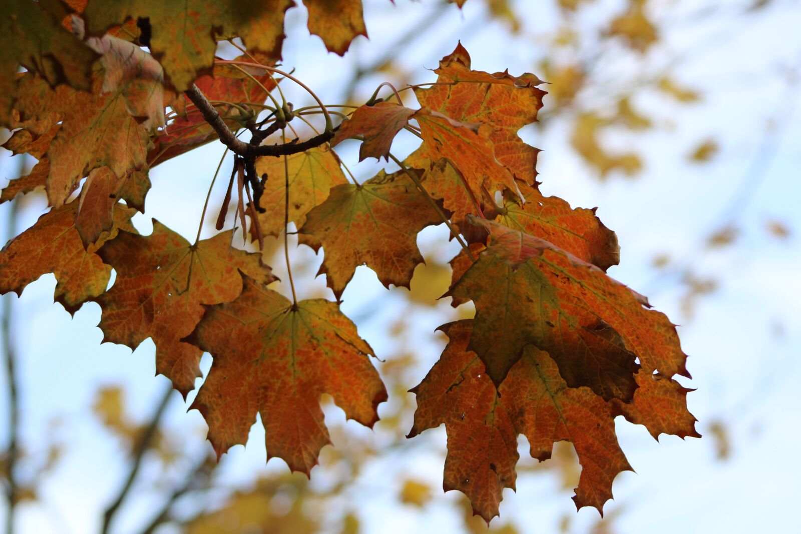 Canon EOS 2000D (EOS Rebel T7 / EOS Kiss X90 / EOS 1500D) sample photo. Leaves, autumn, mood photography