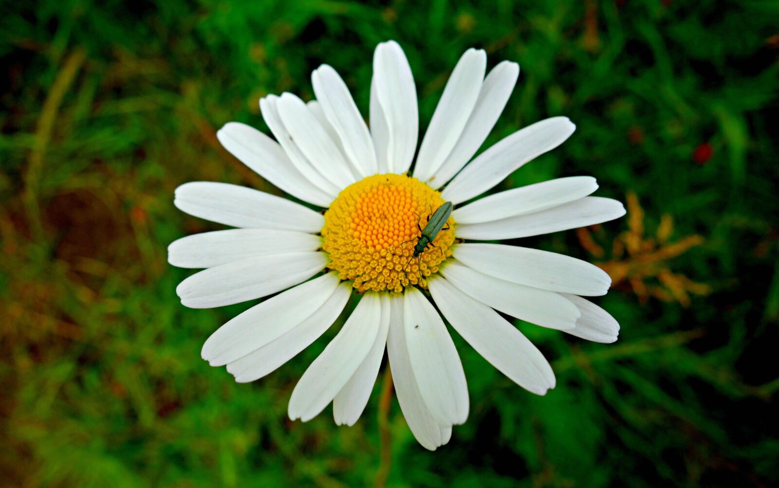 Sony Cyber-shot DSC-RX100 sample photo. Daisy, ox eye daisy photography
