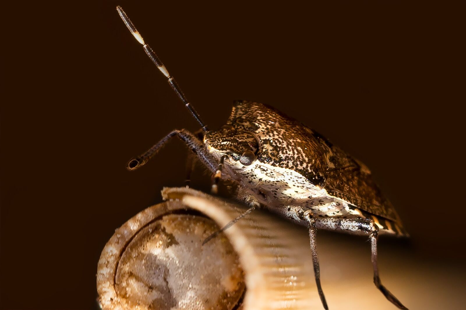 Canon EF 100mm F2.8L Macro IS USM sample photo. Beetle, nature, insect photography