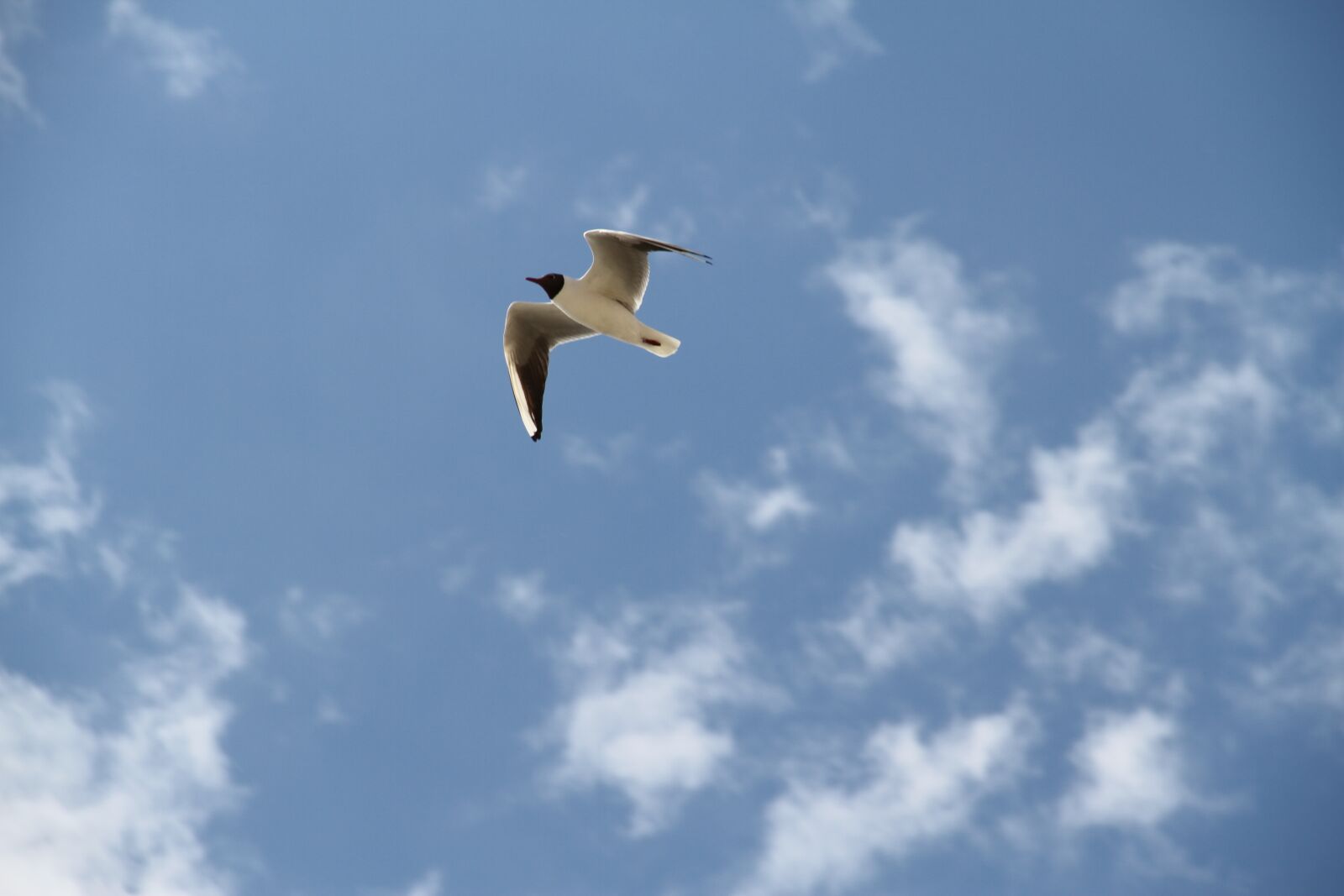 Canon EOS 7D sample photo. Seagull, bird, flight photography